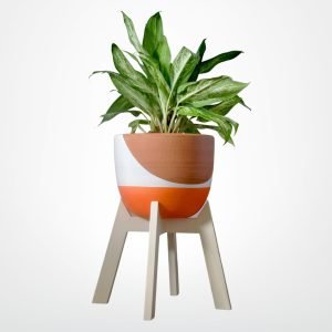 JUEGO MONET MATRE (Planta Aglaonema + Parante + Maceta) | 70 cm