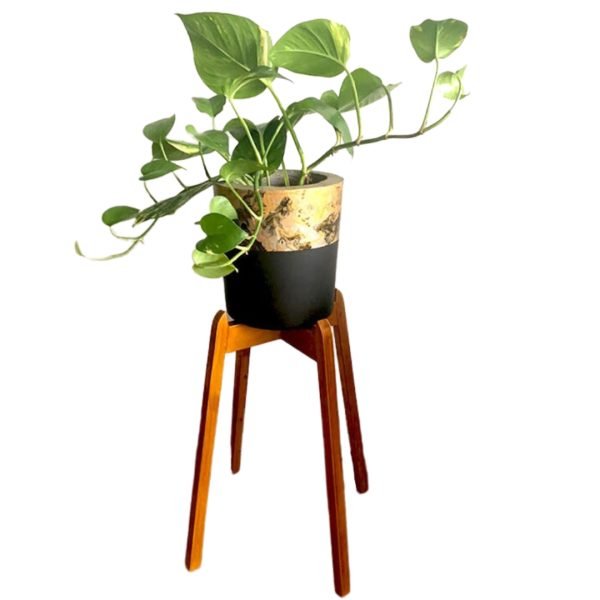 JUEGO VERSALLES (Planta Pothus + Parante + Maceta) | 80cm