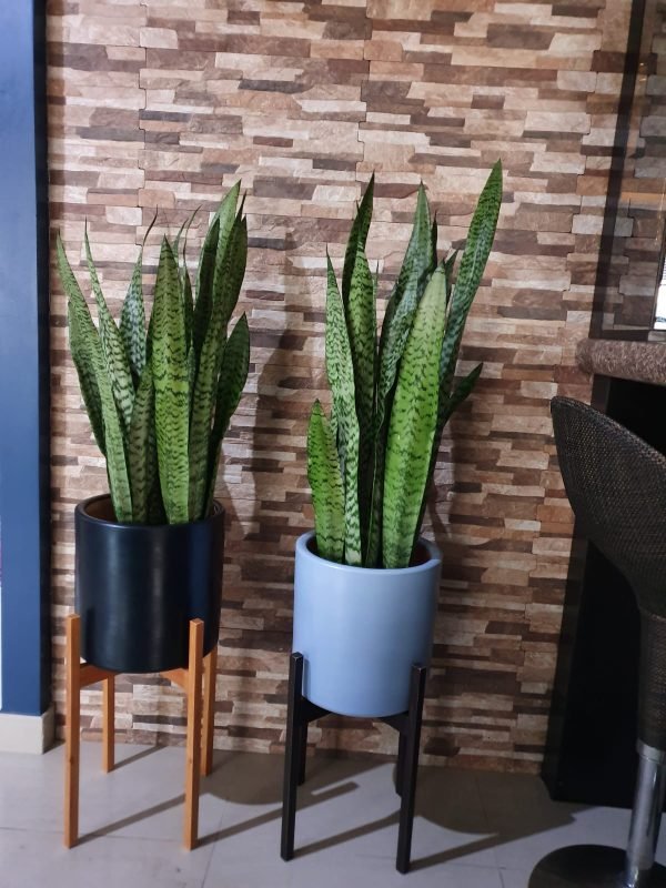 JUEGO ELISEOS (Planta sanseveria + maceta arcilla + parante) | 120 cm