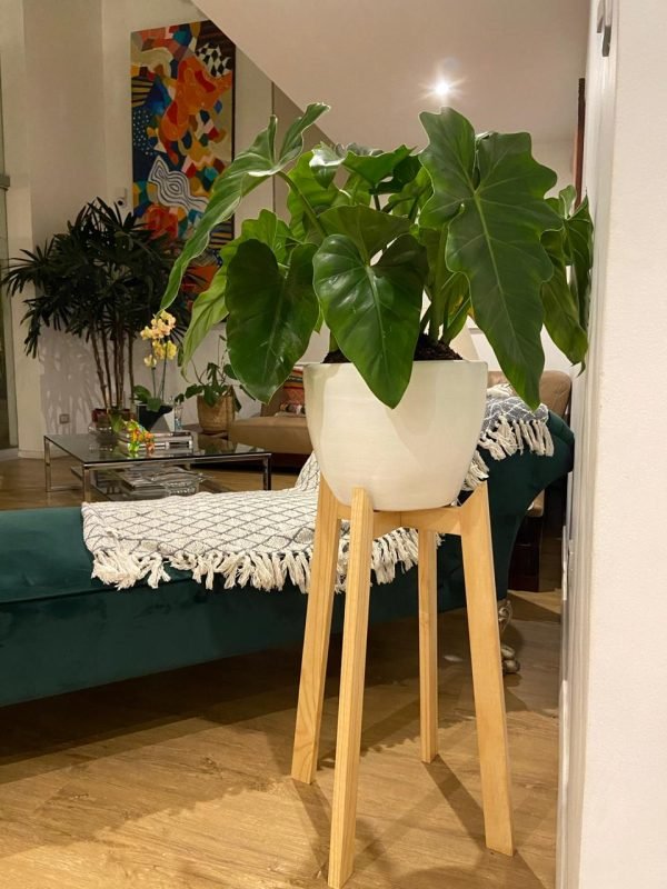 JUEGO NORMANDIA (Planta filodendro + maceta arcilla + parante) | 120 cm