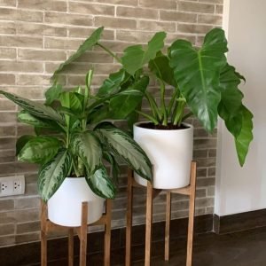 JUEGO TRABOULES (Planta aglonema +oreja de elefante + maceta arcilla + parante) | 95 cm