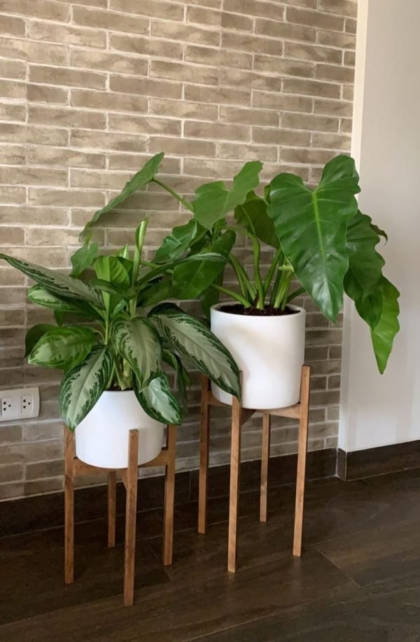 JUEGO TRABOULES (Planta aglonema +oreja de elefante + maceta arcilla + parante) | 95 cm