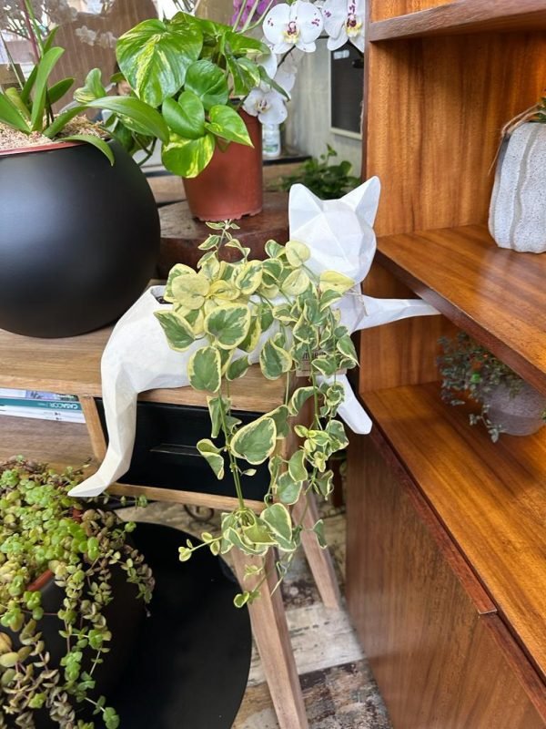 Suculenta + Maceta Pet Friendly Minino | 21cm - Imagen 3