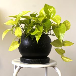 Boa neón + Maceta esfera negra | 75cm