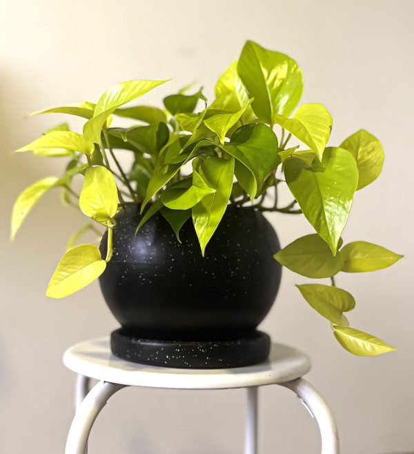 Boa neón + Maceta esfera negra | 75cm