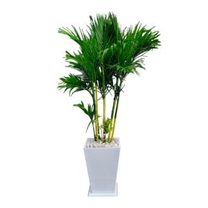 Alternative view of Palmera Bambú en maceta blanca | 1.60 mts
