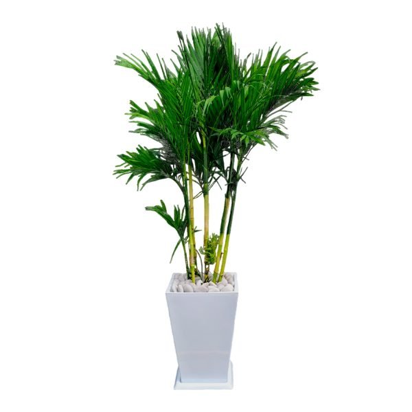 Palmera Bambú en maceta blanca | 1.60 mts - Imagen 2