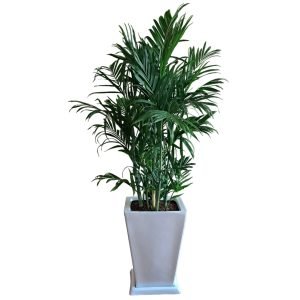Palmera Bambú en maceta blanca | 1.60 mts