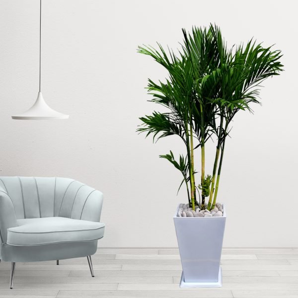 Palmera Bambú en maceta blanca | 1.60 mts - Imagen 3