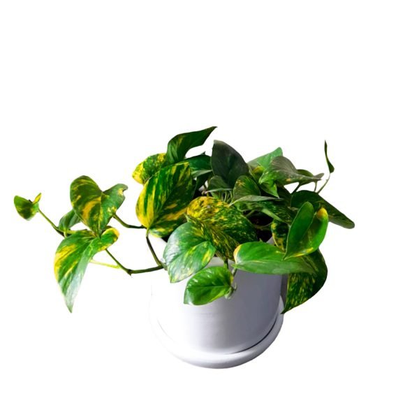 Boa/Pothus en maceta blanca | 25cm