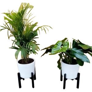 Combo 2: 2 Plantas Palmera Hawaiana y Oreja de elefante + 2 Macetas + 2 Pedestales | 1.50 mts