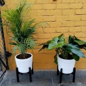 Alternative view of Combo 2: 2 Plantas Palmera Hawaiana y Oreja de elefante + 2 Macetas + 2 Pedestales | 1.50 mts