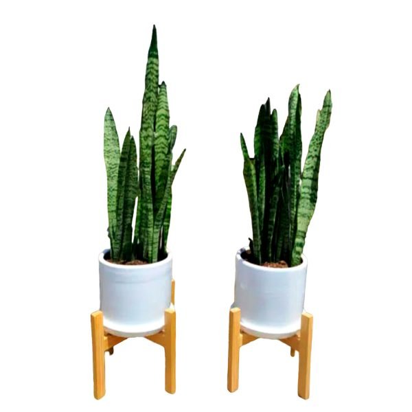 Combo 3: 2 Plantas Lengua de suegra + 2 Macetas + 2 Pedestales | 1 mts