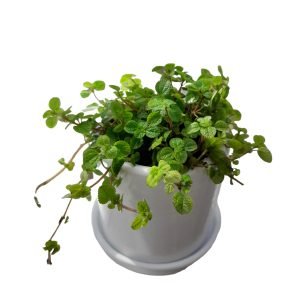 Llamaplata en maceta blanca | 20cm