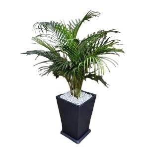 Palmera Hawaiana en maceta gris | 1.5 mts