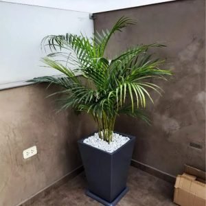 Alternative view of Palmera Hawaiana en maceta gris | 1.5 mts