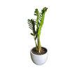 Zamioculcas zamiifolia o Planta ZZ o Millonaria o planta del dinero | 90 cms