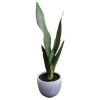 Sansevieria Moonshine | 55 cms