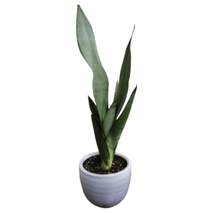Sansevieria Moonshine | 55 cms
