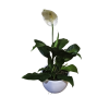 Cuna de Moisés o Spathiphyllum | 70cms.