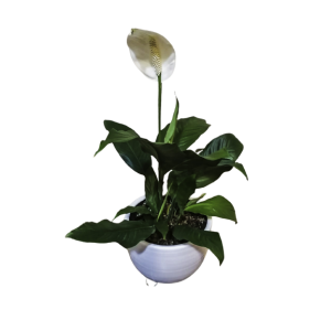 Cuna de Moisés o Spathiphyllum | 70cms.