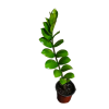 Zamioculcas zamiifolia o Planta ZZ o Millonaria o planta del dinero | 70 cms