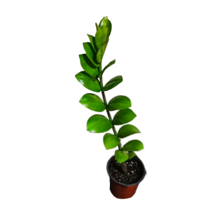 Zamioculcas zamiifolia o Planta ZZ o Millonaria o planta del dinero | 70 cms