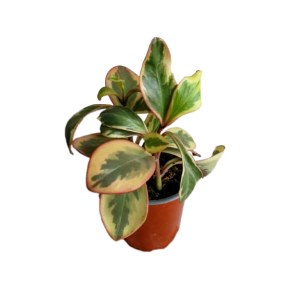 Peperomia clusiifolia o tricolor | 15 cm