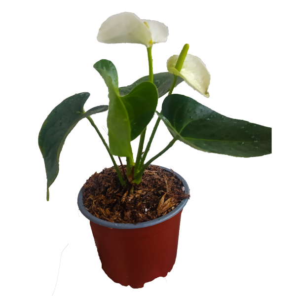 Anturio blanco | 36cms.