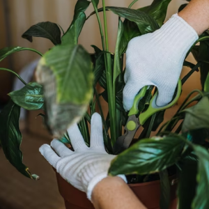 Tratamiento para plantas de interior y exterior