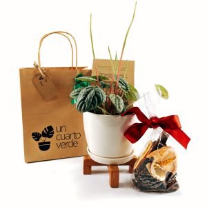 Regalo Navideño Planta Peperomia Caperata + parante madera + Maceta + popurri | 20-35cm