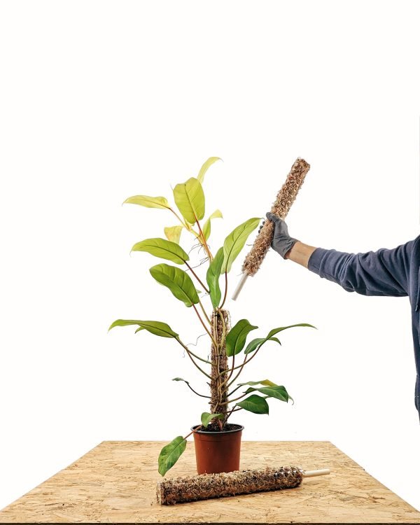 Tutor de musgo Apilable (parante) | 55cm