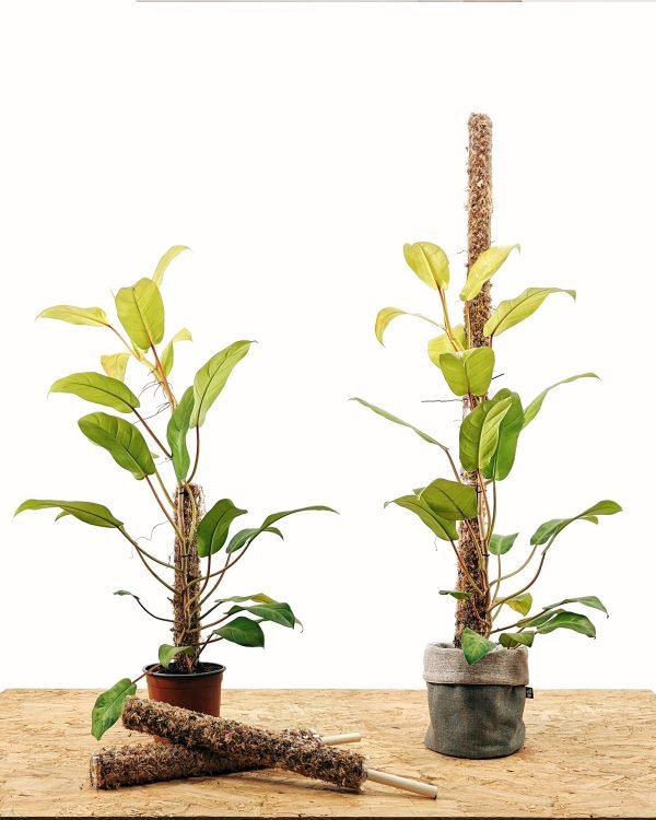Tutor de musgo Apilable (parante) | 55cm - Imagen 3