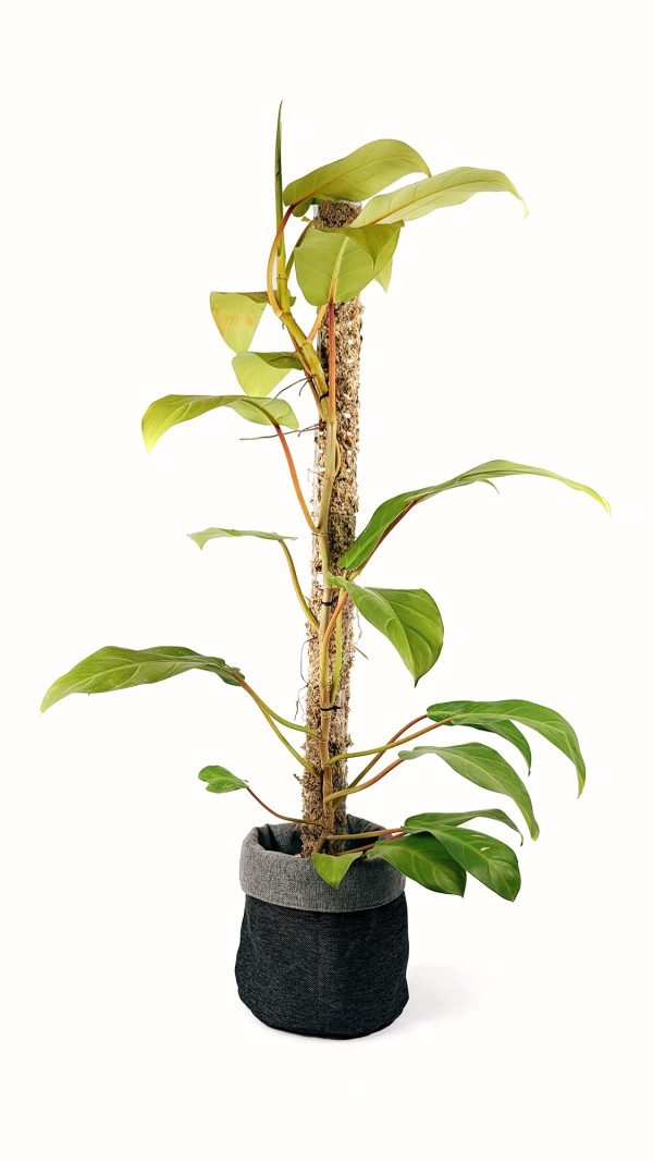 Tutor de musgo Apilable (parante) | 55cm - Imagen 6