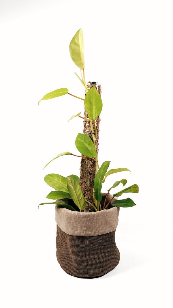 Tutor de musgo Apilable (parante) | 55cm - Imagen 5