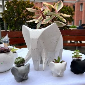 Suculenta + Maceta Pet Friendly Dumbo