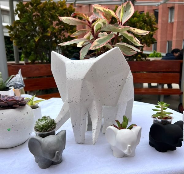 Suculenta + Maceta Pet Friendly Dumbo