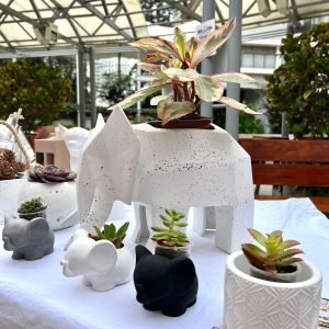 Alternative view of Suculenta + Maceta Pet Friendly Dumbo