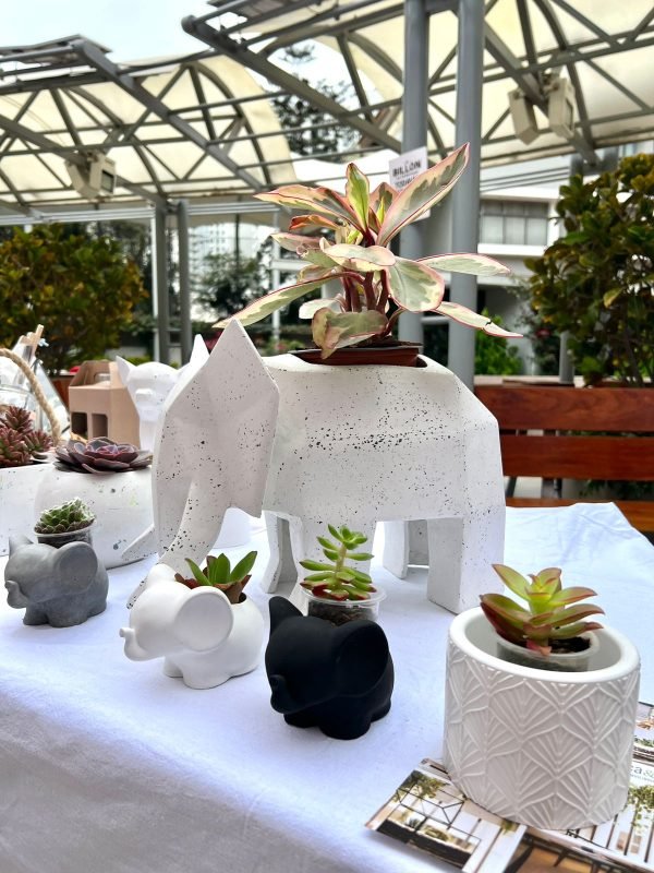 Suculenta + Maceta Pet Friendly Dumbo - Imagen 2