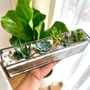 Terrario Tropical Andenes | 8 cm