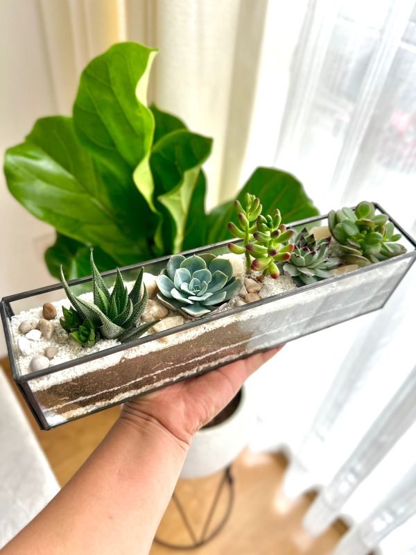 Terrario Tropical Andenes | 8 cm