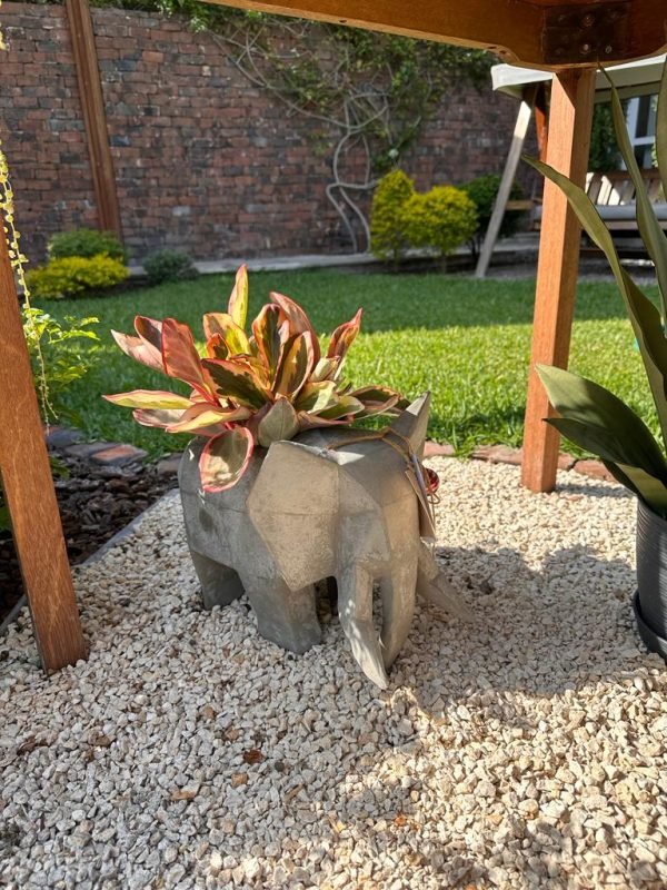 Suculenta + Maceta Pet Friendly Dumbo - Imagen 5