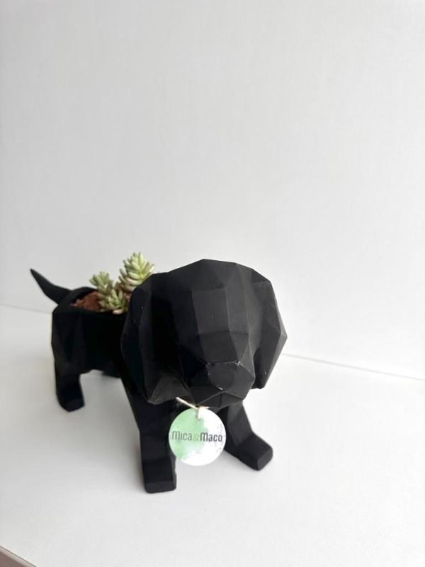 Suculenta + Maceta Pet Friendly Salchicha | 24cm - Imagen 4
