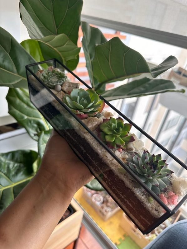 Terrario Tropical Andenes | 8 cm - Imagen 5