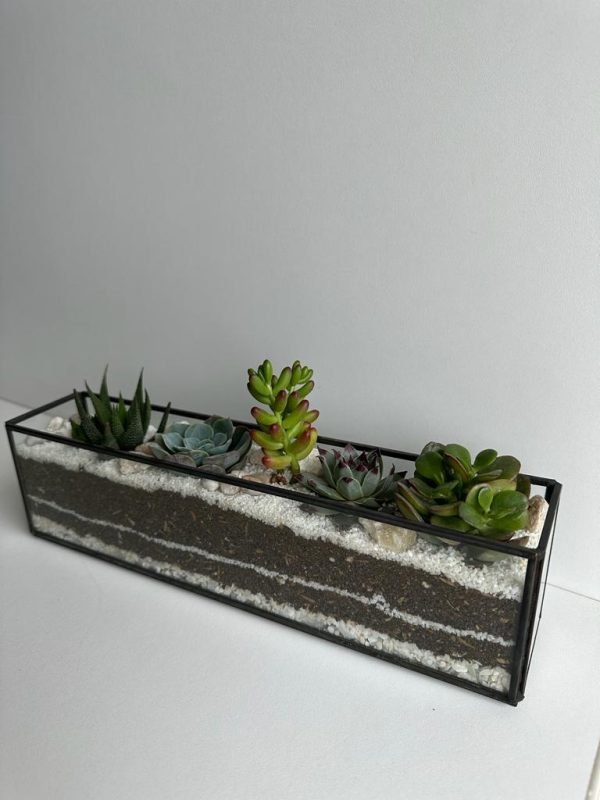 Terrario Tropical Andenes | 8 cm - Imagen 4