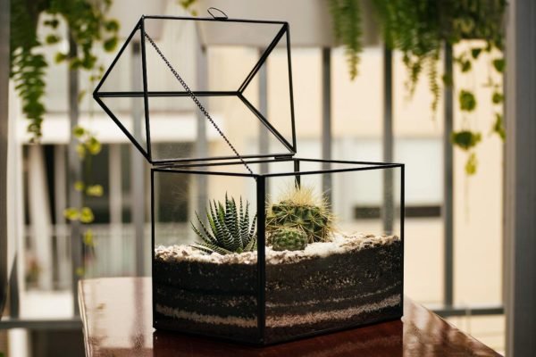 Terrario Tropical Greenhouse - Imagen 5