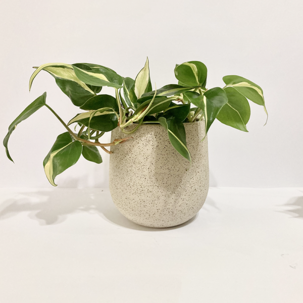 Portamacetas Allpa + Maceta + Planta - Imagen 4