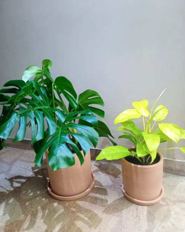 Dúo Monstera + Filodendro limón en maceta cilíndrica natural | 75cm