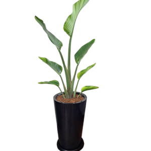Palmera Sterlizia Gigante con maceta negra | 1.60 mts