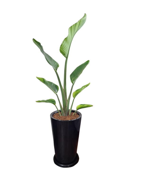 Palmera Sterlizia Gigante con maceta negra | 1.60 mts